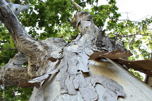 Texture of old tree wood background waves and cracks