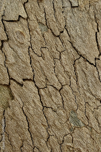 Texture of old tree wood background waves and cracks
