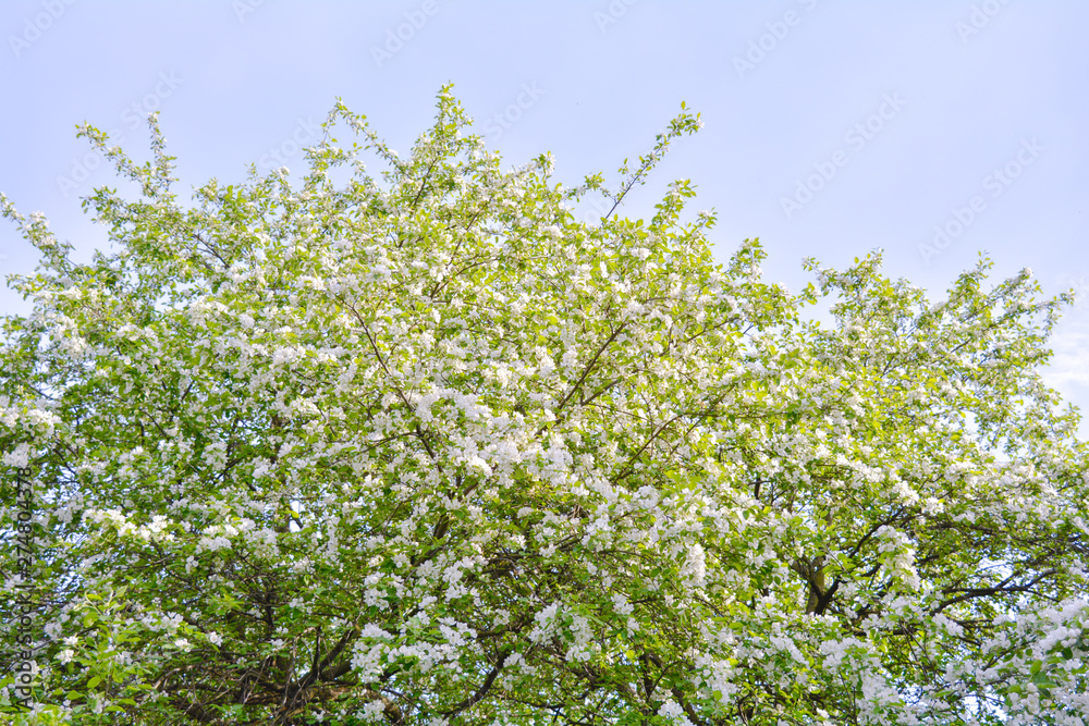 Apple tree branches with pink flowers and buds on the blue sky background