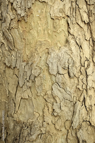 texture of bark of a tree