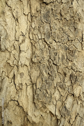 Texture tree wood background