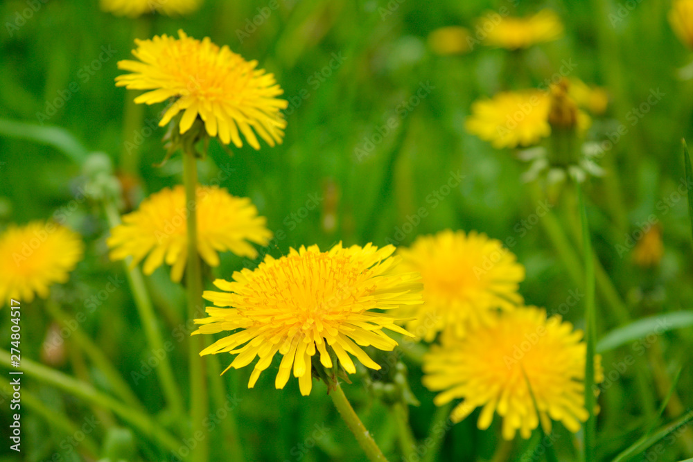 Yellow dandelion, taraxacum officinale, flower in green grass on spring meadow Yellow dandelion, taraxacum officinale, flower in green grass on spring meadow