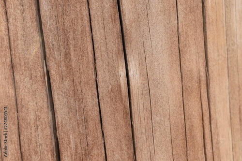 Texture tree wood background
