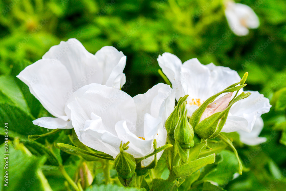 Obraz premium White Dogrose, Briar eglantine flower. Wild Rose hips closeup