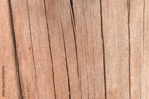 Texture tree wood background