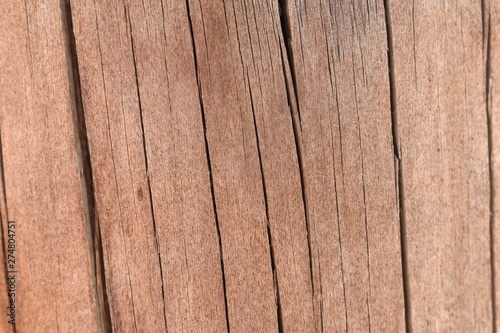 Texture tree wood background