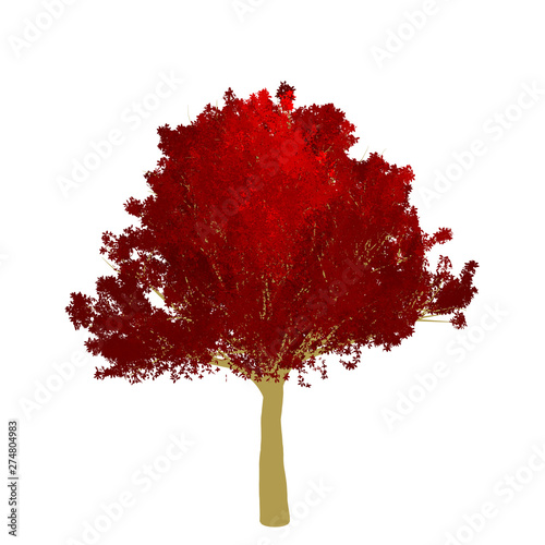 Red maple tree 2D rendering graphic picture isolated on white background. For decorating the garden and forest.