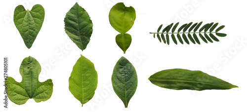 Each leaf image of the plant