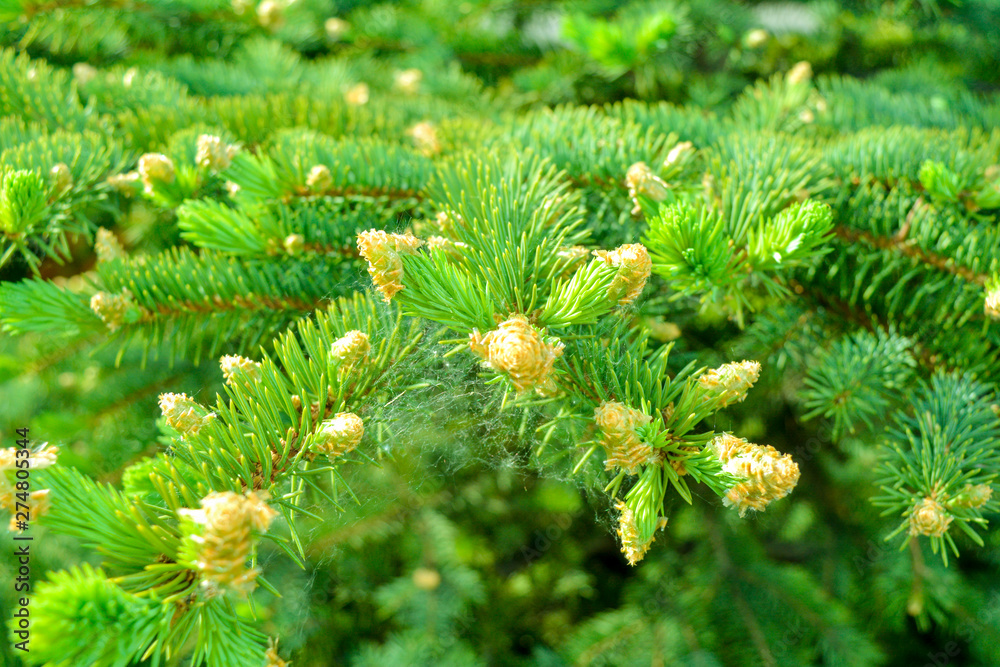 Detail of fresh spruce fir tree branches with young green needles Detail of fresh spruce fir tree branches with young green needles