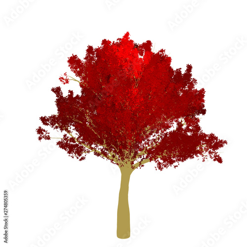 Red maple tree 2D rendering graphic picture isolated on white background. For decorating the garden and forest.
