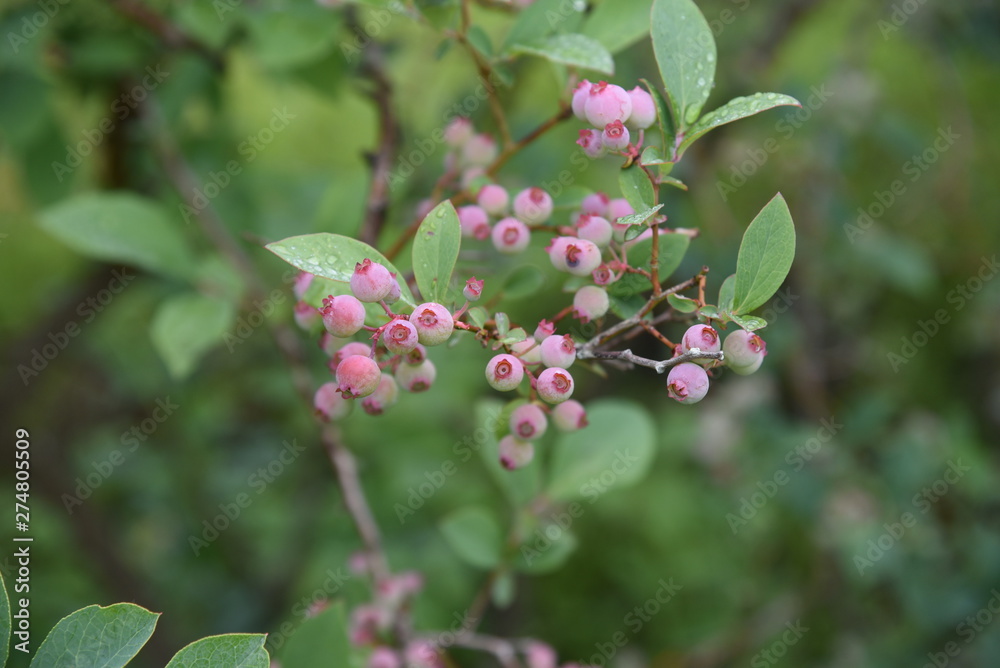 Blueberries bloom pretty in spring,and in summer the fruit swells to green, red, blue and purple black,and in autumn you can enjoy the vivid autumn leaves. Blueberries bloom pretty in spring,and in summer the fruit swells to green, red, blue and purple black,and in autumn you can enjoy the vivid autumn leaves.
