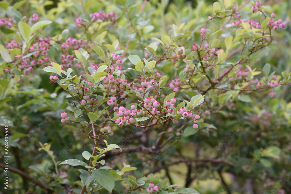 Blueberries bloom pretty in spring,and in summer the fruit swells to green, red, blue and purple black,and in autumn you can enjoy the vivid autumn leaves. Blueberries bloom pretty in spring,and in summer the fruit swells to green, red, blue and purple black,and in autumn you can enjoy the vivid autumn leaves.