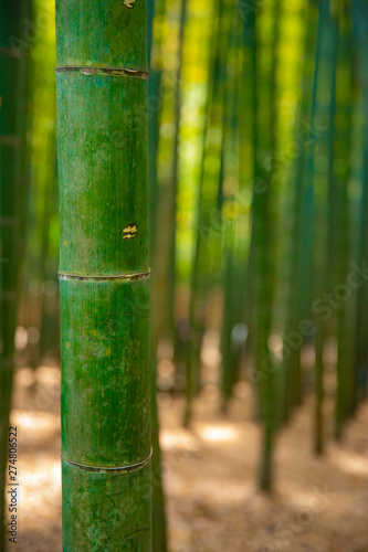 Bamboo forest at the traditional guarden. Kamakura district Kanagawa Japan - 04.28.2019 camera : Canon EOS 5D mark4 photo