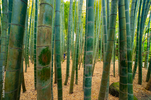 Bamboo forest at the traditional guarden. Kamakura district Kanagawa Japan - 04.28.2019 camera : Canon EOS 5D mark4 photo