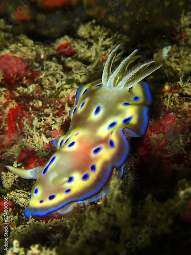 Closeup and macro shot of nudibranch Goniobranchus kuniei during a leisure dive in Tunku Abdul Rahman Park, Kota Kinabalu. Sabah, Malaysia. Borneo.