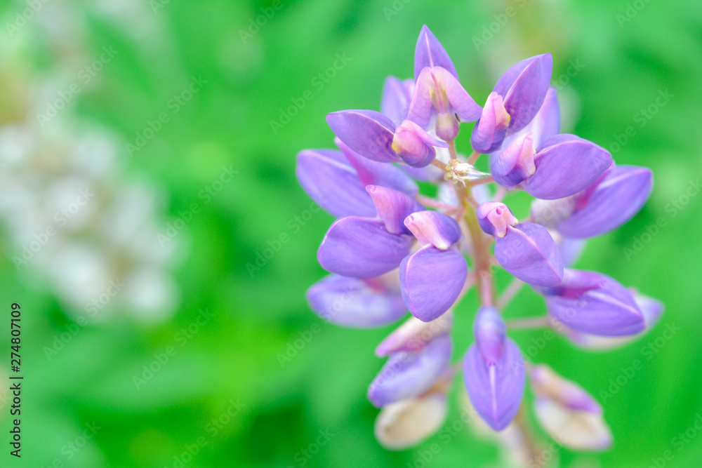 Lupine with purple flowers blossom on summer garden Lupine with purple flowers blossom on summer garden