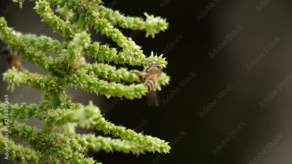Slow motion of honey bee flying around honeysuckle flowers bee collecting nectar pollen Slow motion of honey bee flying around honeysuckle flowers bee collecting nectar pollen