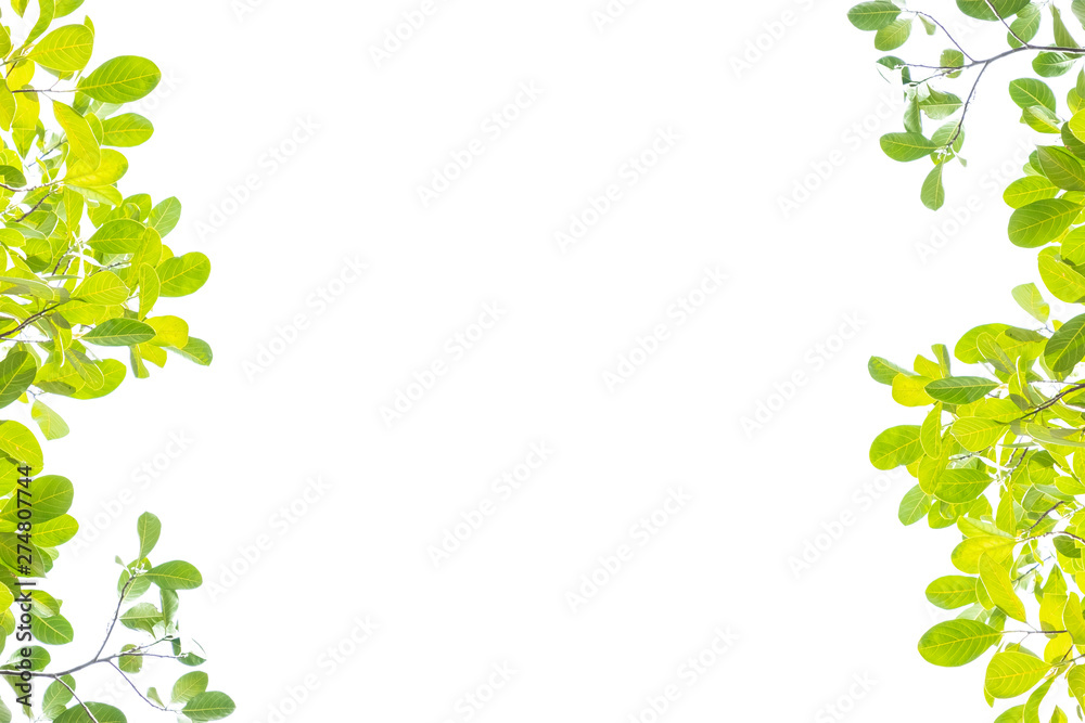 Green leaf on white background with copy space,Plants in Asia Green leaf on white background with copy space,Plants in Asia