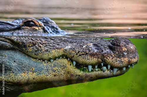 Amphibian Prehistoric Crocodile photo