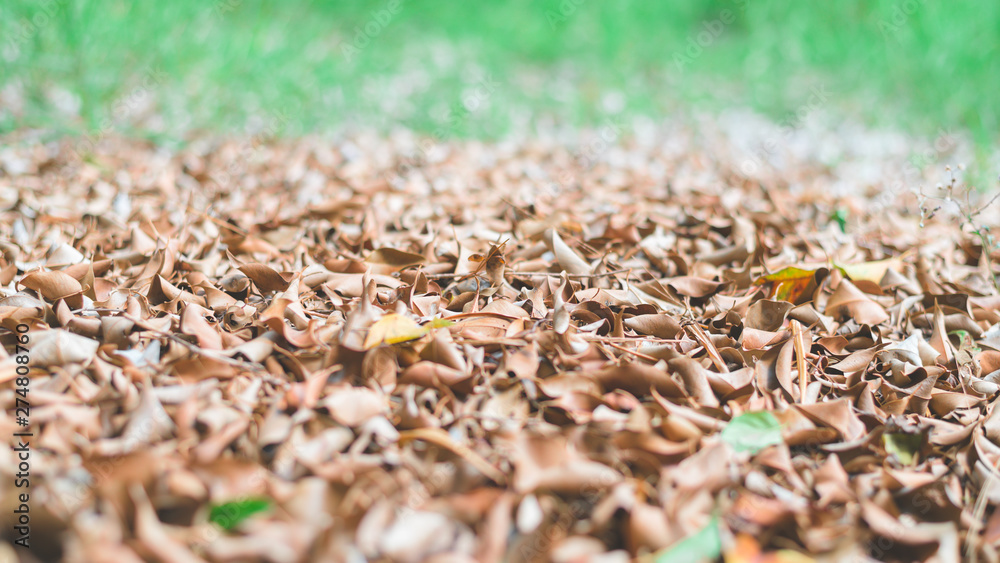 Closeup pile of dry leaves on green grass in the garden. Low angle view for wallpaper. Closeup pile of dry leaves on green grass in the garden. Low angle view for wallpaper.