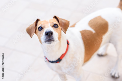 Cute sad dog looking at camera. Curious pet standing on the floor in the home, selective focus.