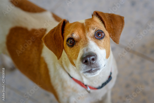 Close up portrait of dog with gazing eyes, selective focus.
