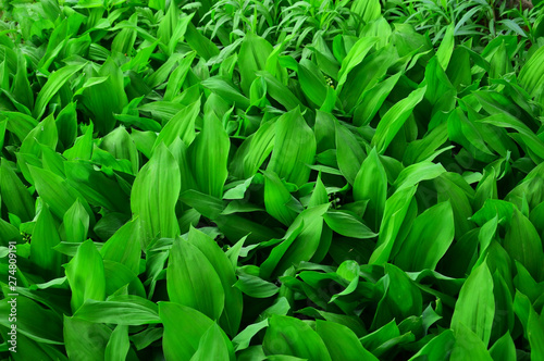 Green background of Lily of the Valley leaves may (lat. Convallaria majalis). Beginning of flowering. 