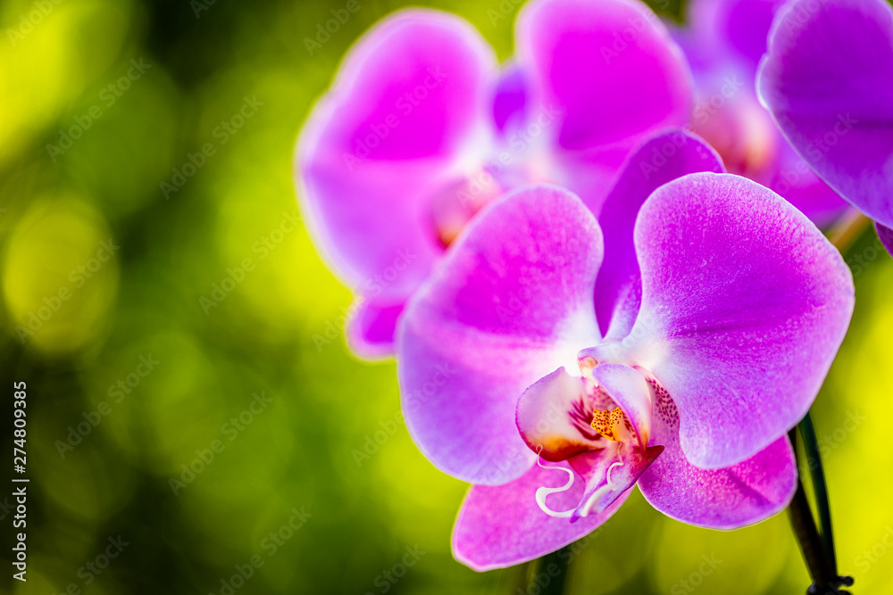 Fototapeta premium Purple Orchid Flower