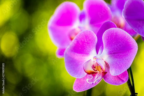 Purple Orchid Flower