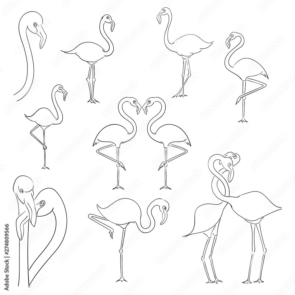 Flamingo vector illustration isolated on a white background. Flamingo vector illustration isolated on a white background.