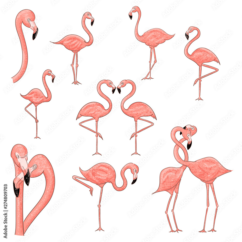 Fototapeta premium Cartoon flamingo vector illustration isolated on a white background.