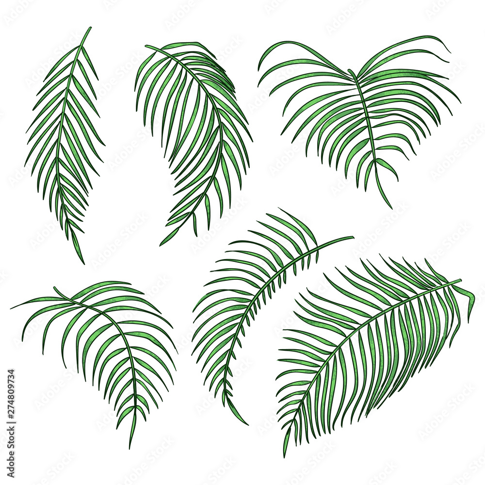 Vector palm leaves, jungle leaf set isolated on white background.