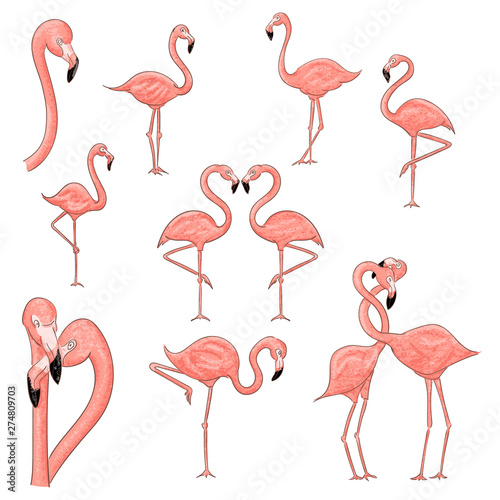 Cartoon flamingo vector illustration isolated on a white background. © NatliyaDesigner