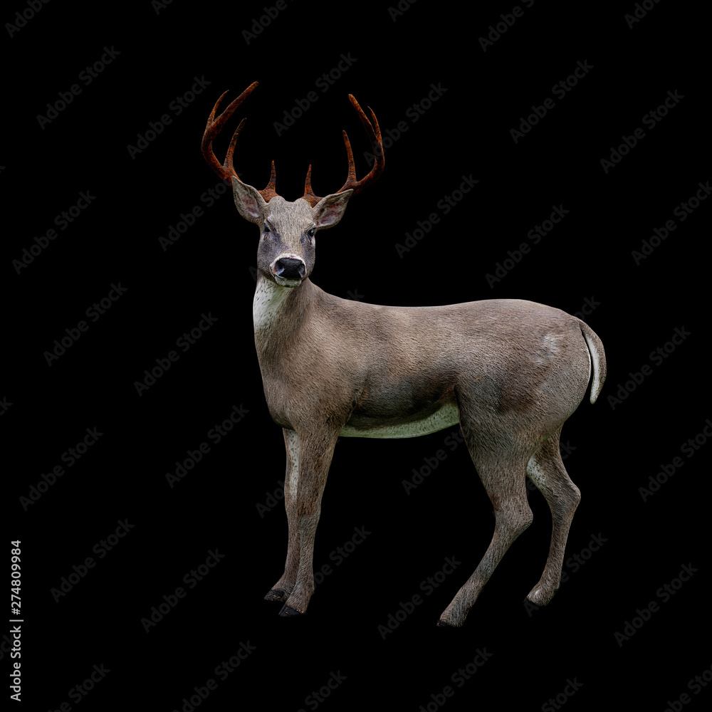 cute white tailed deer looking at camera, isolated on black background cute white tailed deer looking at camera, isolated on black background