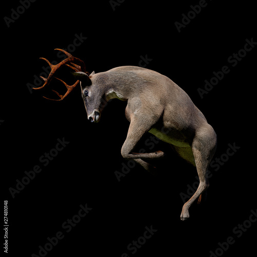 white tailed deer fighting  isolated on black background