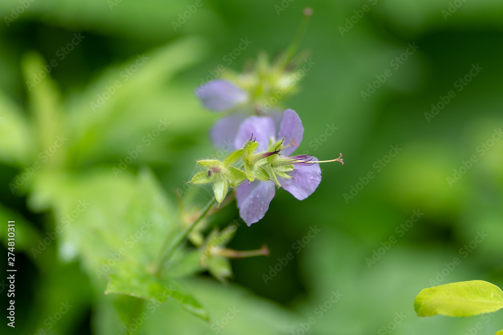 purple flower on grass background