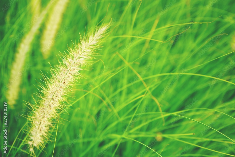 natural fresh ruby grass abstract background close up natural fresh ruby grass abstract background close up