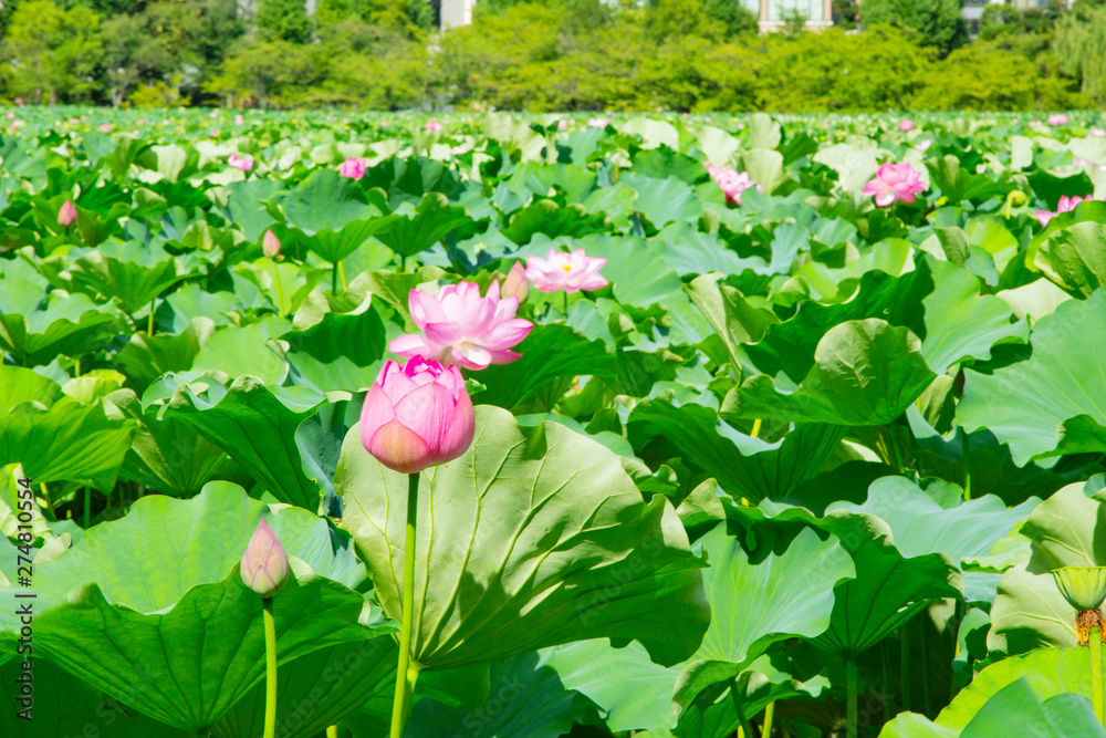 The lotus flowers on the pond of Ueno park