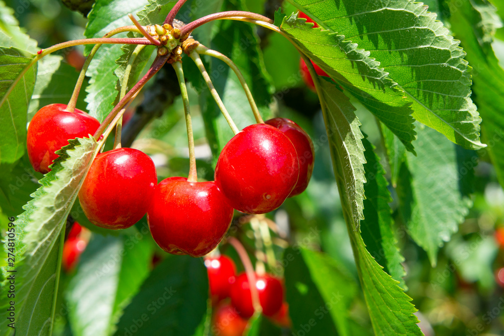 Obraz premium さくらんぼ