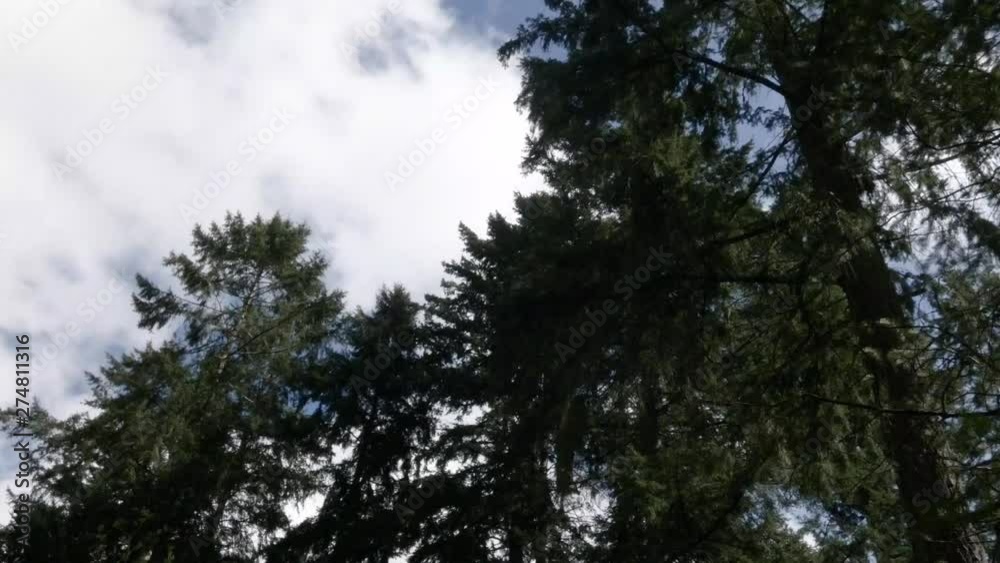 dark tall trees under bright blue and white cloud cover dark tall trees under bright blue and white cloud cover