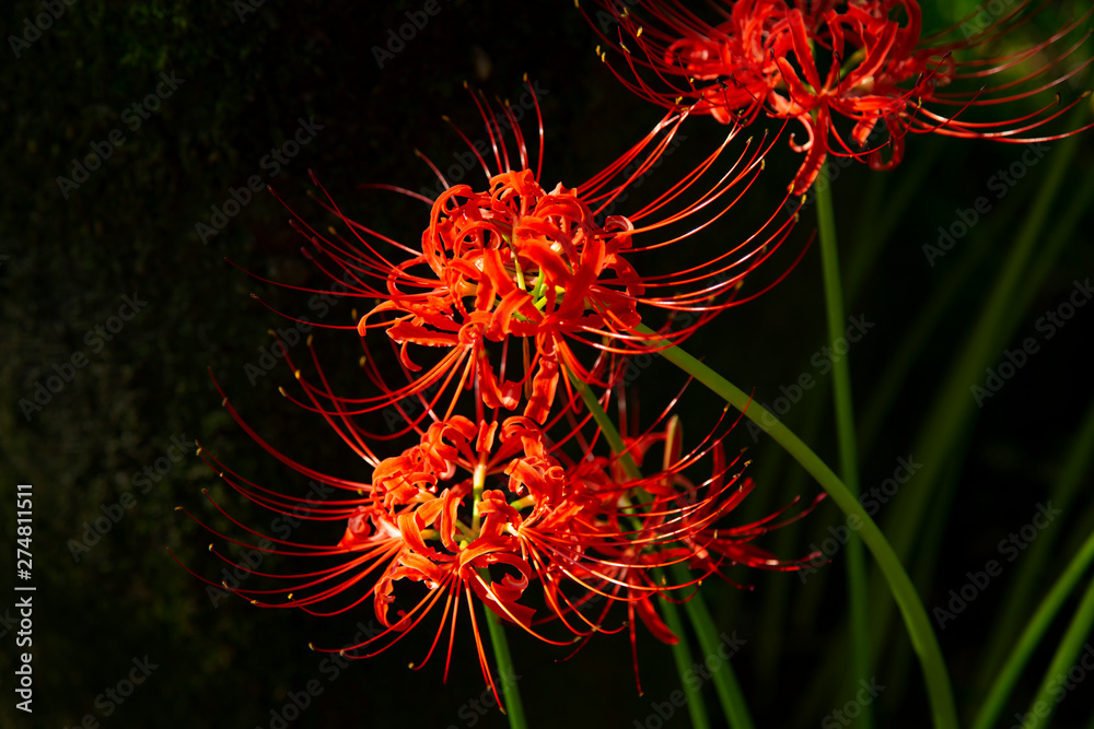 Fields of Spider Lily flowers in Kinchakuda Fields of Spider Lily flowers in Kinchakuda