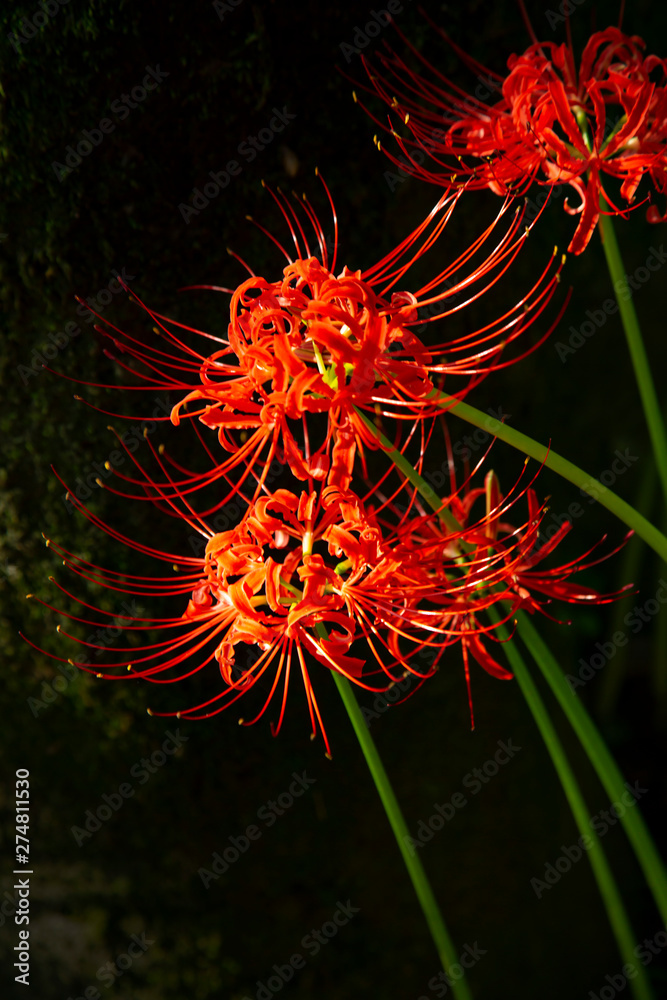 Fields of Spider Lily flowers in Kinchakuda Fields of Spider Lily flowers in Kinchakuda