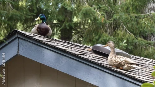 pair of ducks sit up on top of roof line watching below