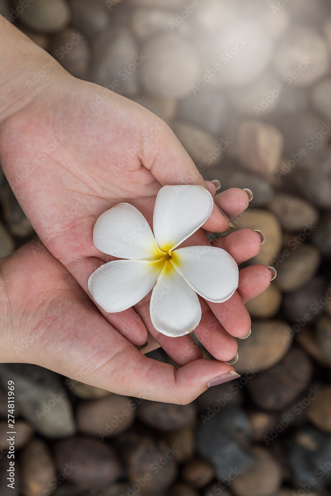Woman hand hold Plumeria flowers on the river rock Woman hand hold Plumeria flowers on the river rock