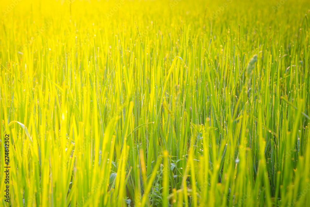 Green wheat field with morning light