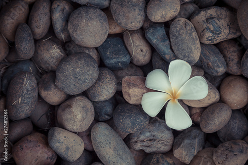 White yellow flower plumeria or frangipani on dark pebble rock