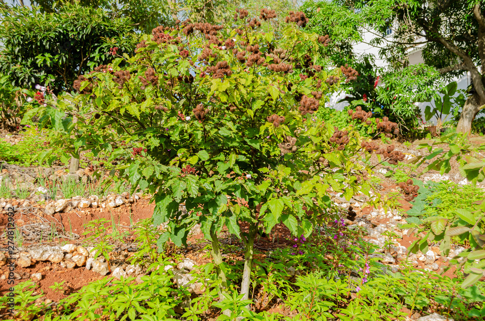 Annatto Plant And Fruits