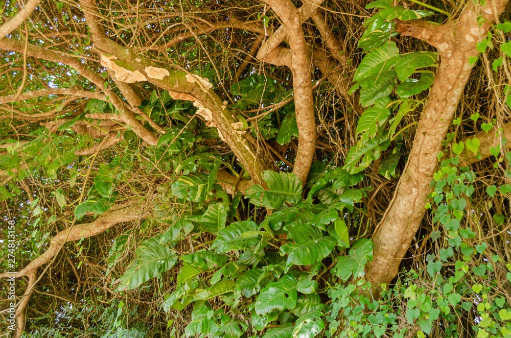 Creeping Plant On Tree Branch