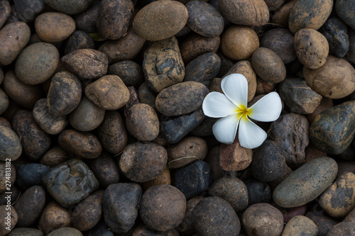 White yellow flower plumeria or frangipani on dark pebble rock