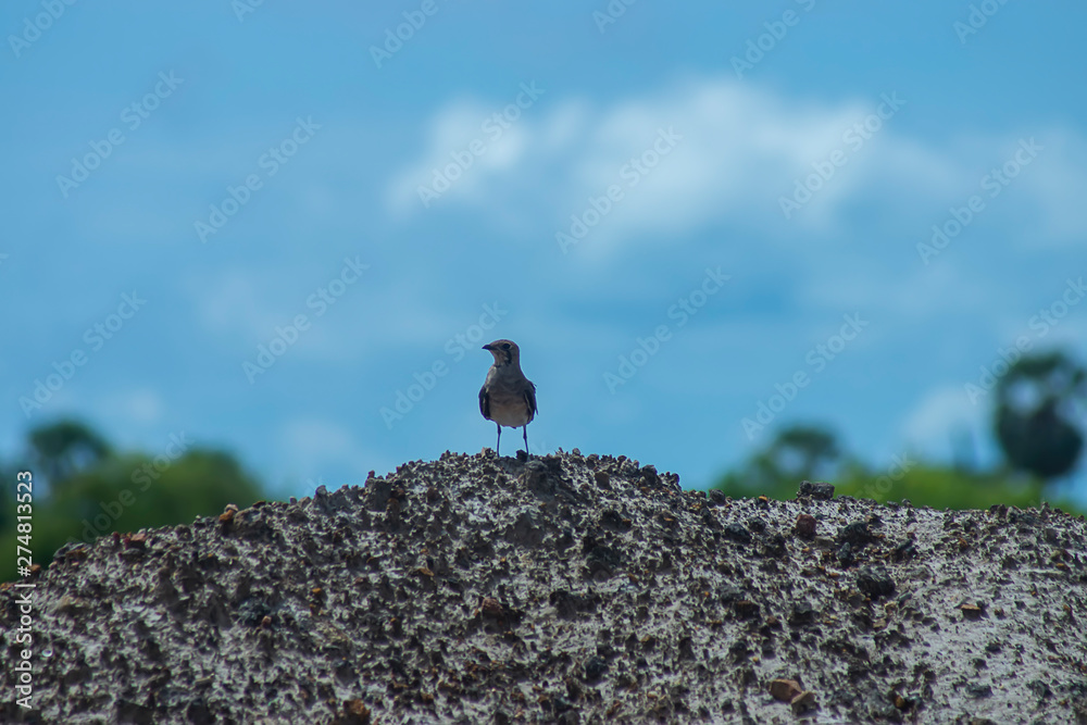 Oriental Pratincole bird on the ground. Oriental Pratincole bird on the ground.